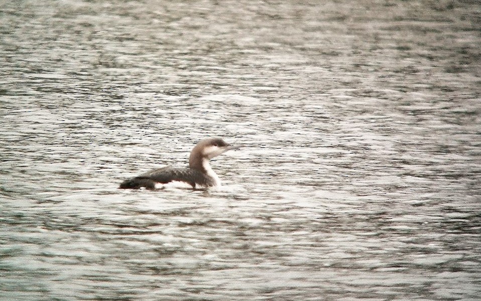 Arctic Loon - ML645772577