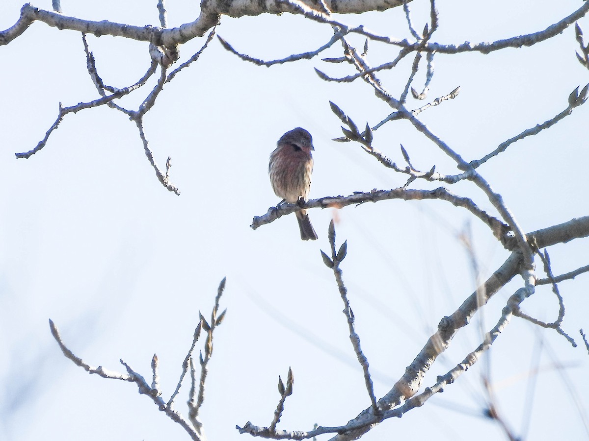 Roselin familier - ML645772581