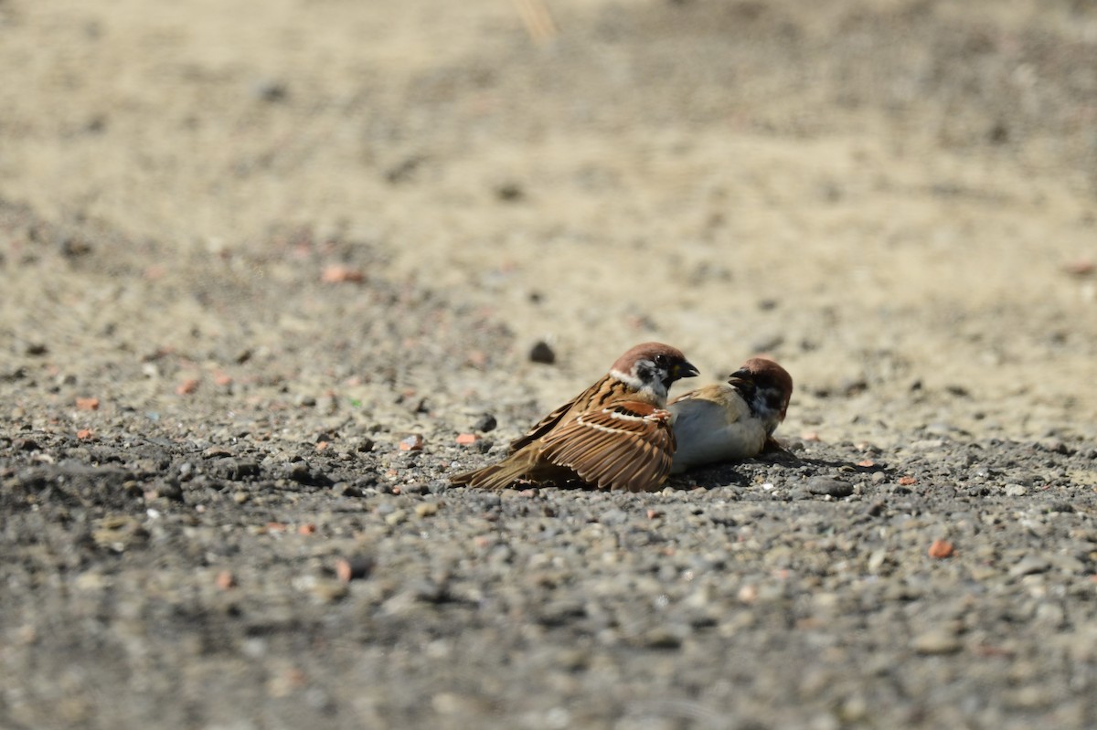 Eurasian Tree Sparrow - ML645772584