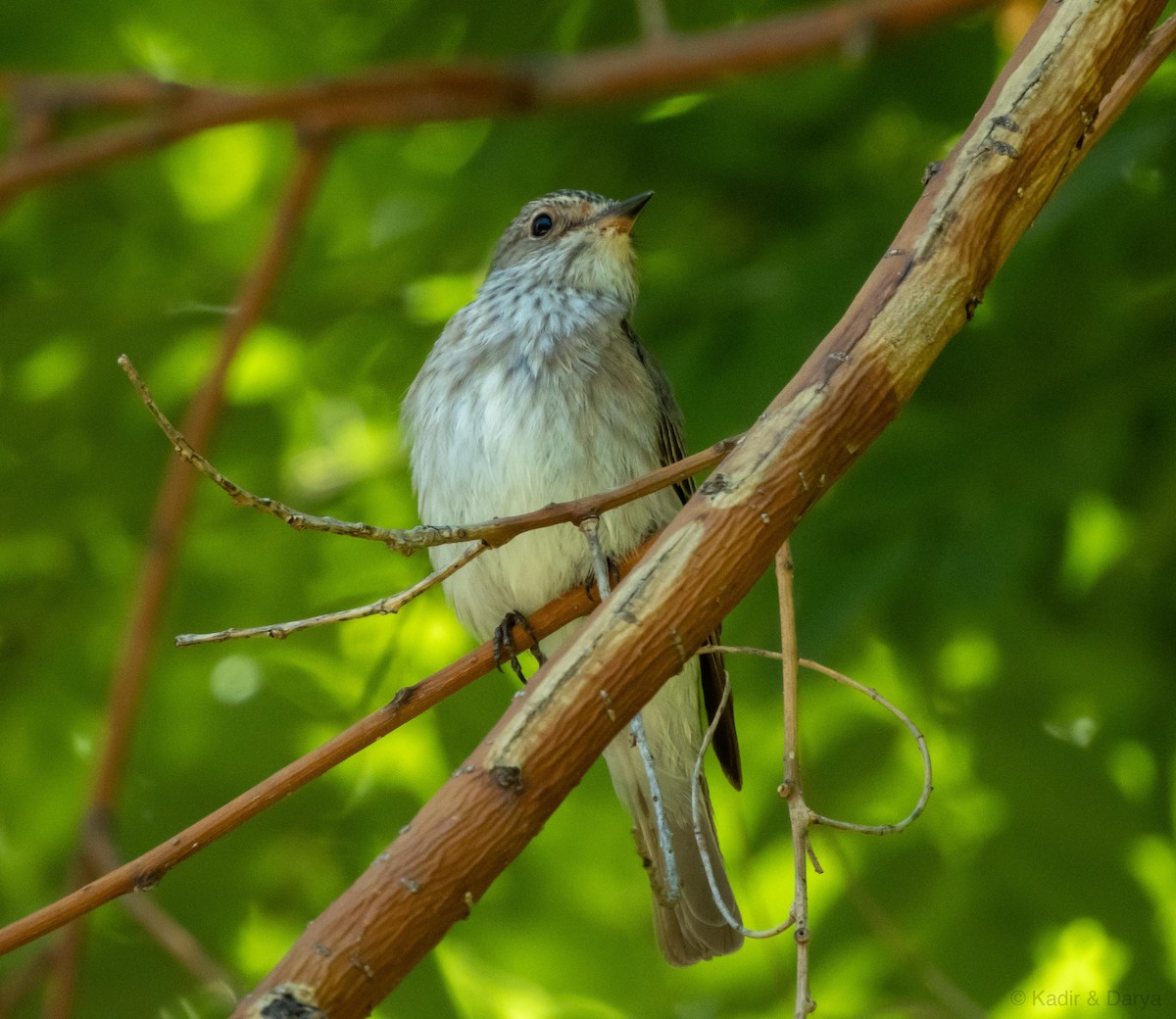 Spotted Flycatcher - ML645772593