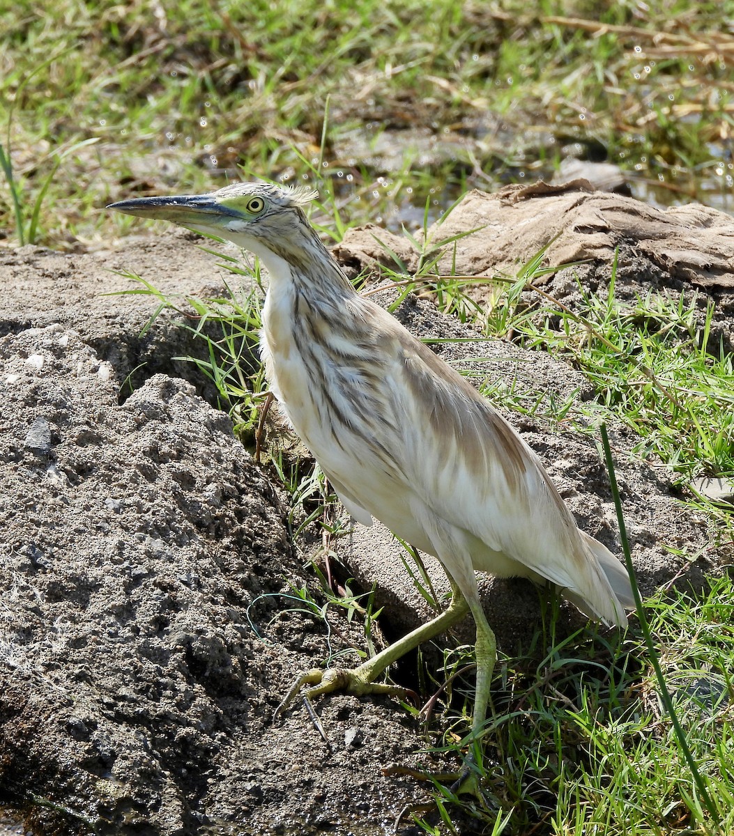 Squacco Heron - ML645772595