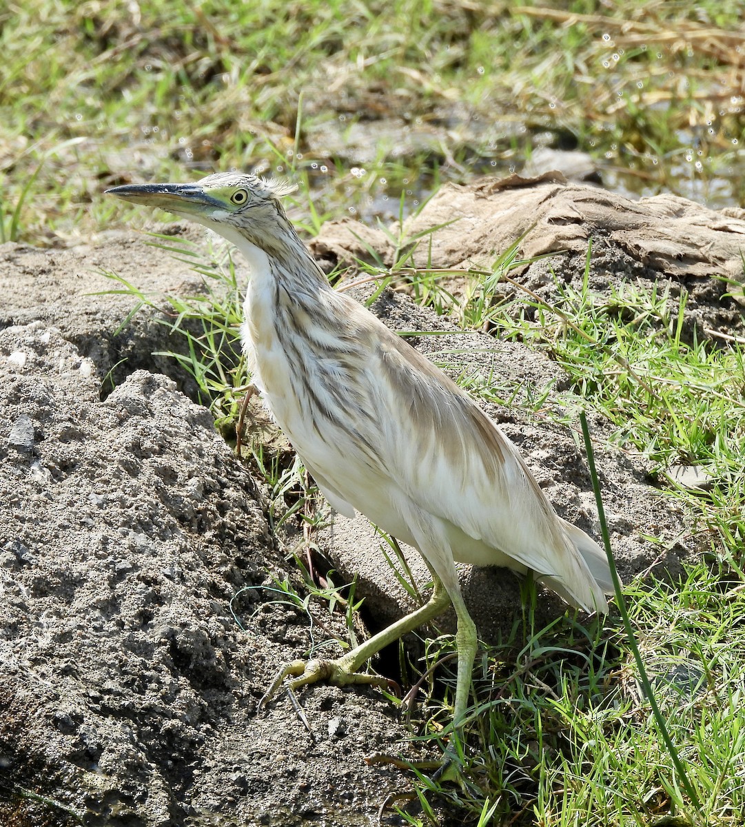 Squacco Heron - ML645772596