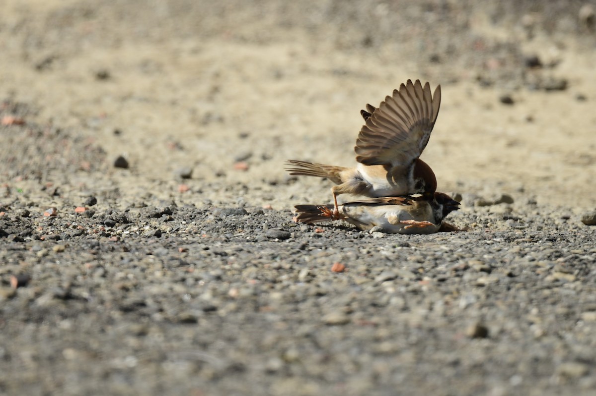 Eurasian Tree Sparrow - ML645772597