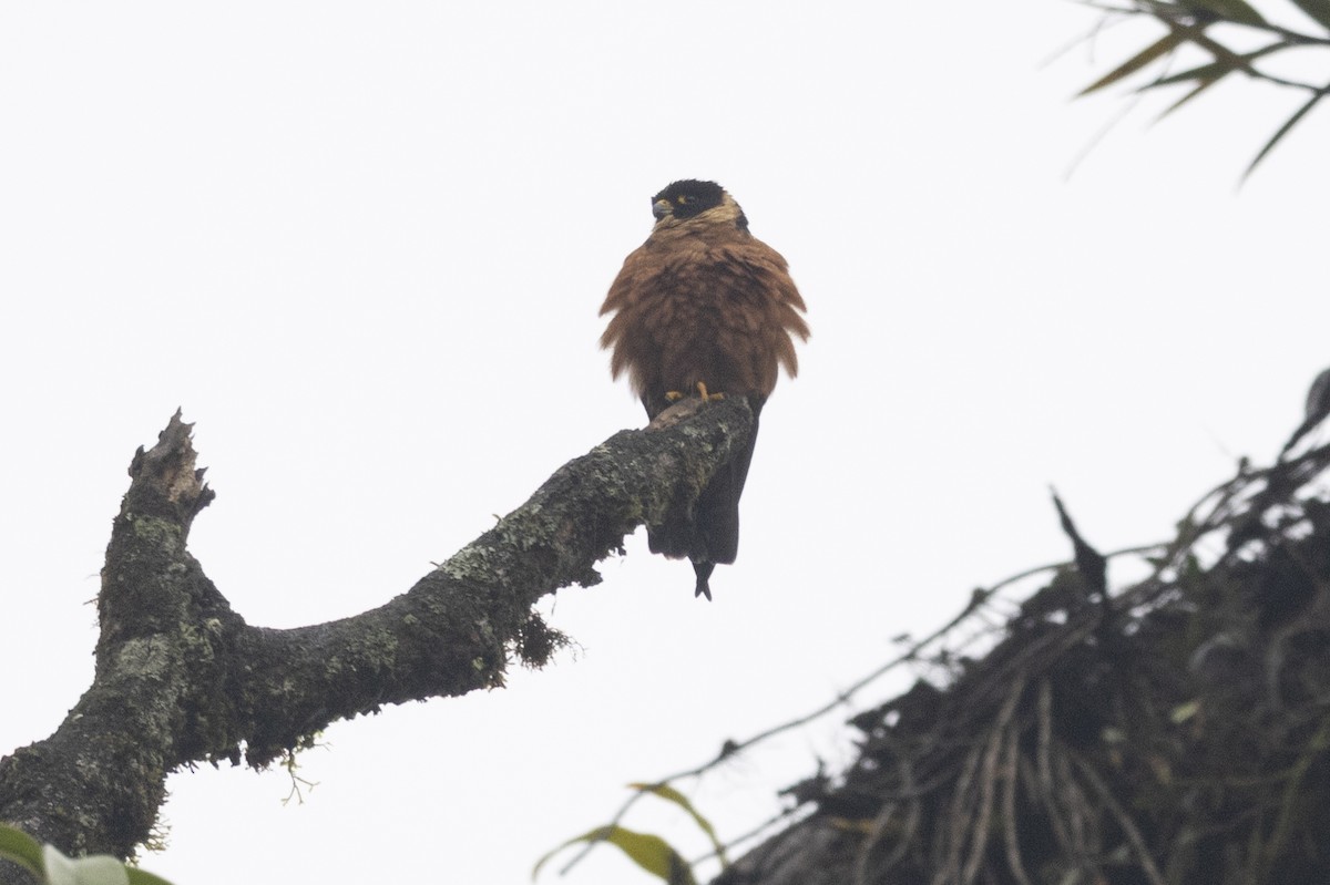 Oriental Hobby - ML645772598