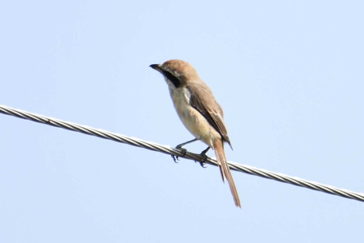 Brown Shrike - ML645772599