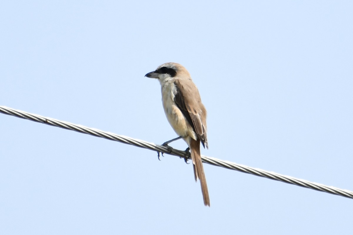 Brown Shrike - ML645772600