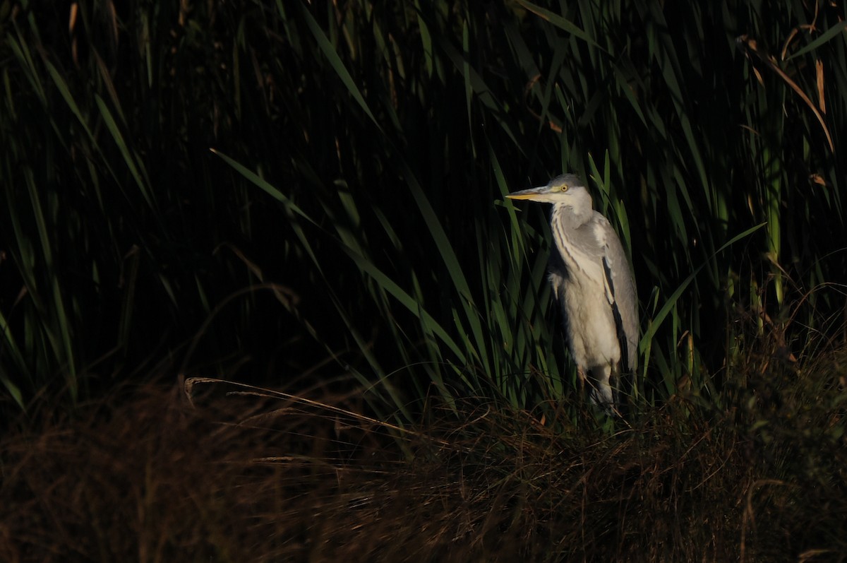 Gray Heron - ML645772601