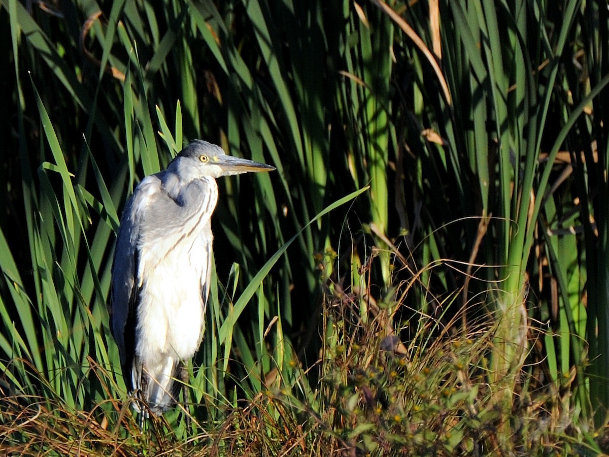 Gray Heron - ML645772602