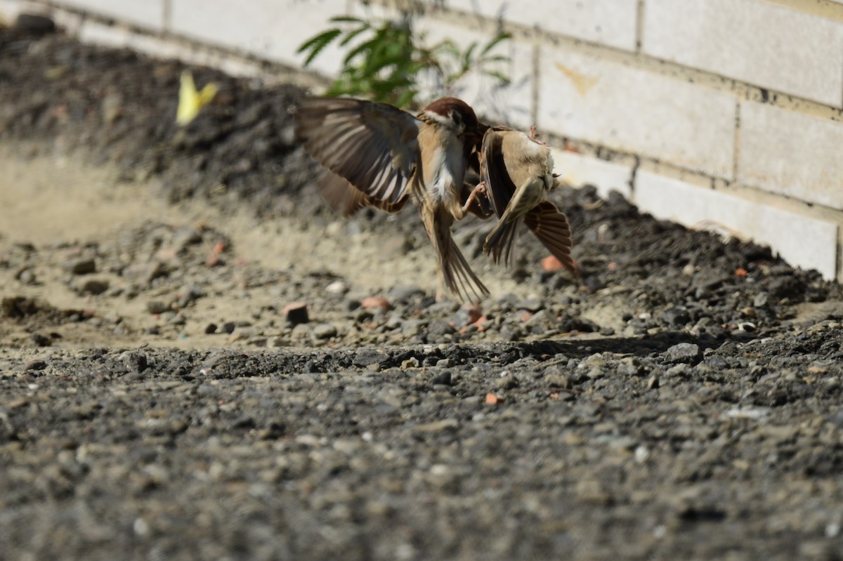 Eurasian Tree Sparrow - ML645772606