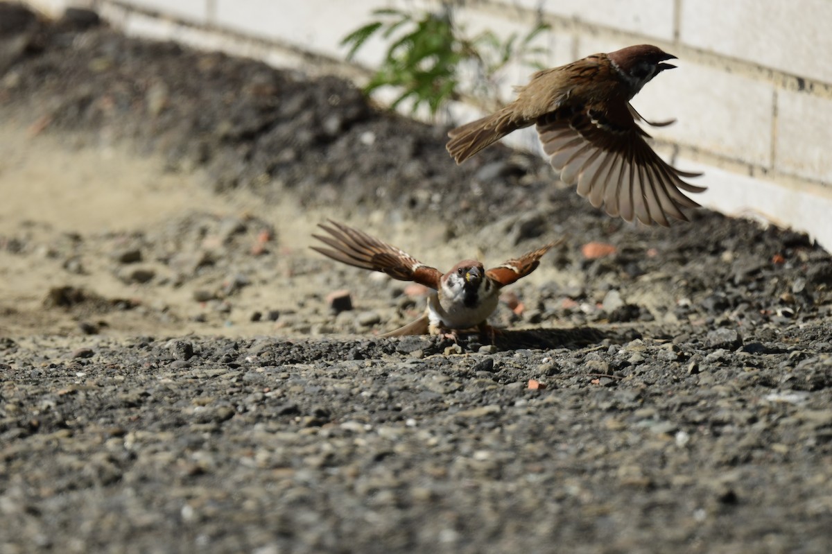 Eurasian Tree Sparrow - ML645772607