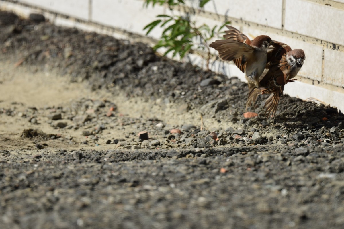 Eurasian Tree Sparrow - ML645772608