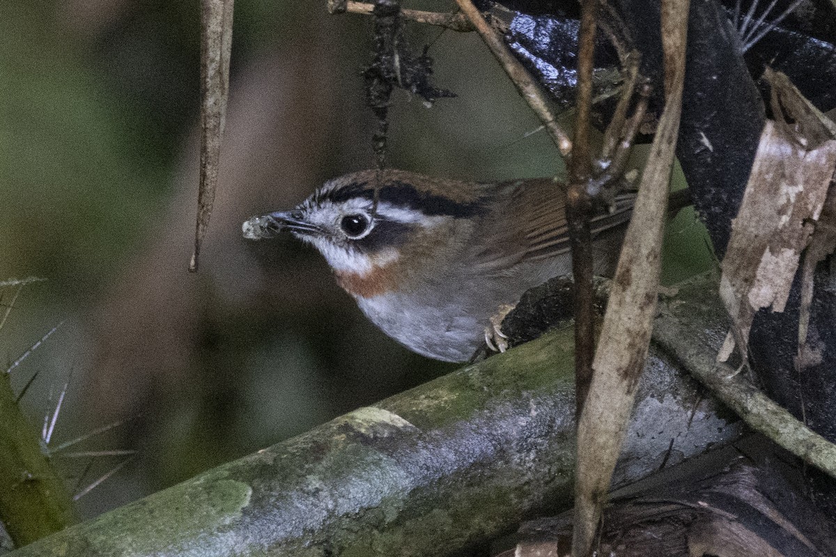 Rufous-throated Fulvetta - ML645772610