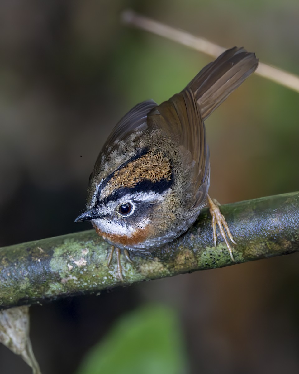 Rufous-throated Fulvetta - ML645772611