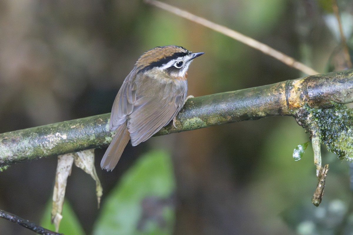 Rufous-throated Fulvetta - ML645772612