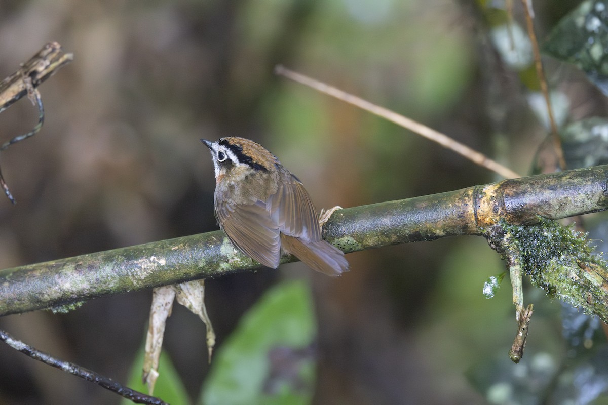 Rufous-throated Fulvetta - ML645772613