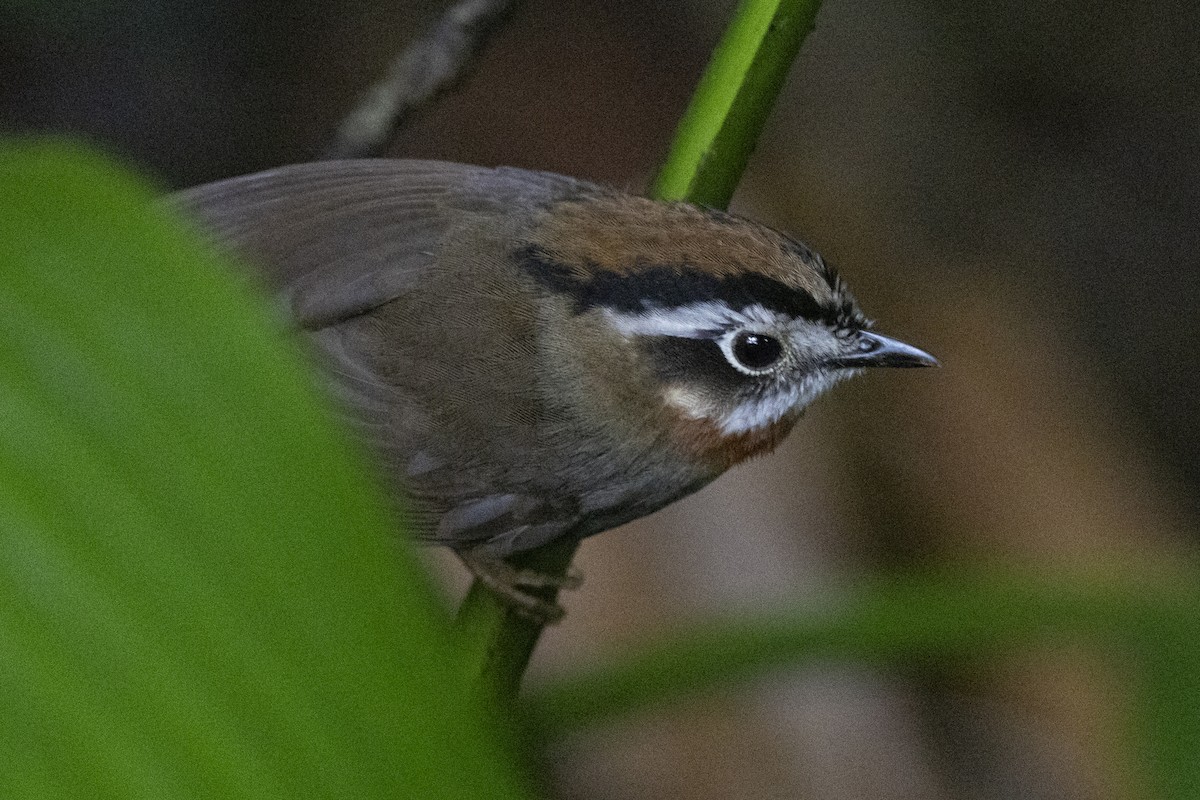 Rufous-throated Fulvetta - ML645772614