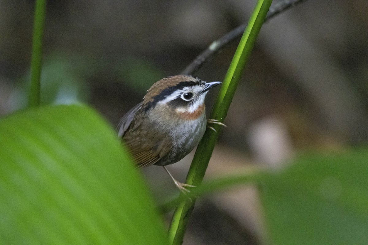Rufous-throated Fulvetta - ML645772615