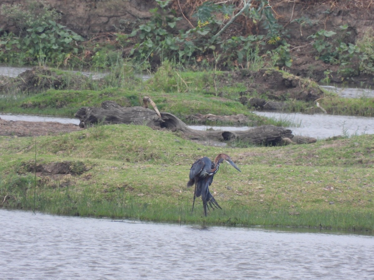 Goliath Heron - ML645772616