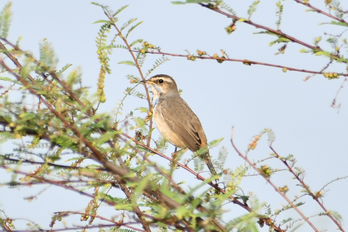 Bluethroat - ML645772617