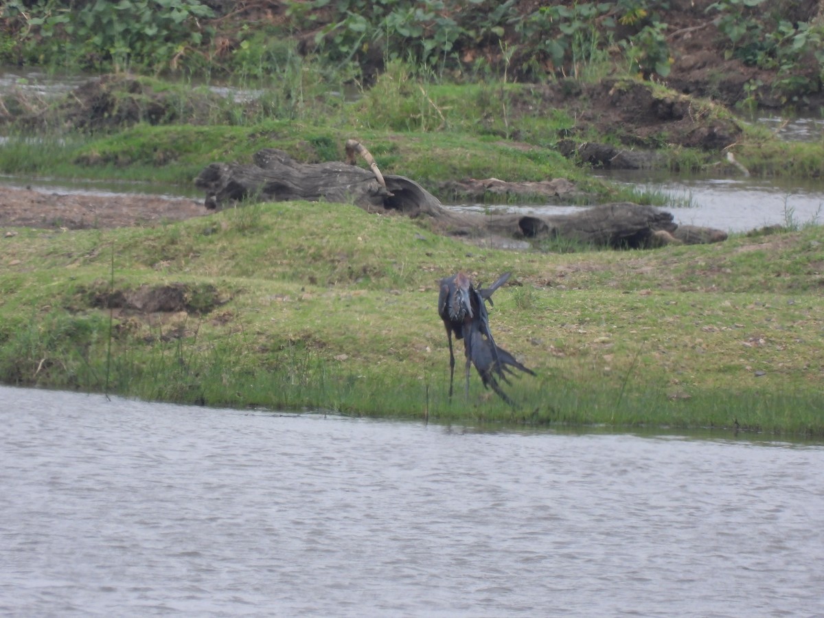 Goliath Heron - ML645772618