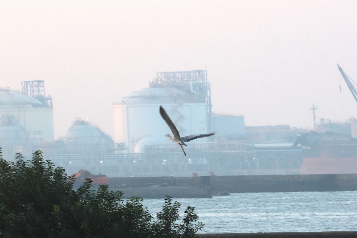 Gray Heron - ML645772619