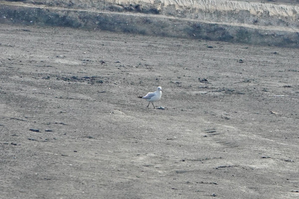 Relict Gull - ML645772620