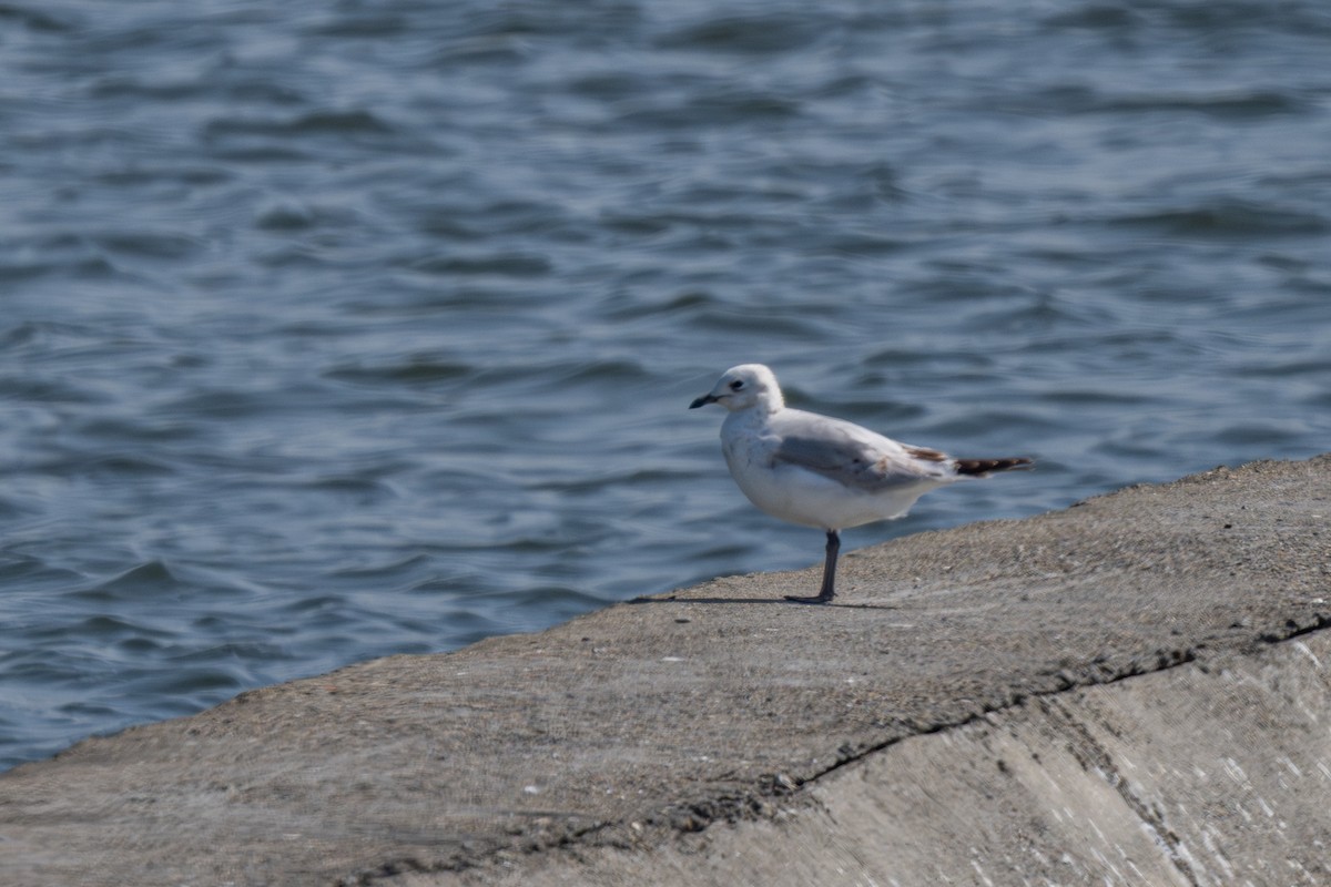 Relict Gull - ML645772621