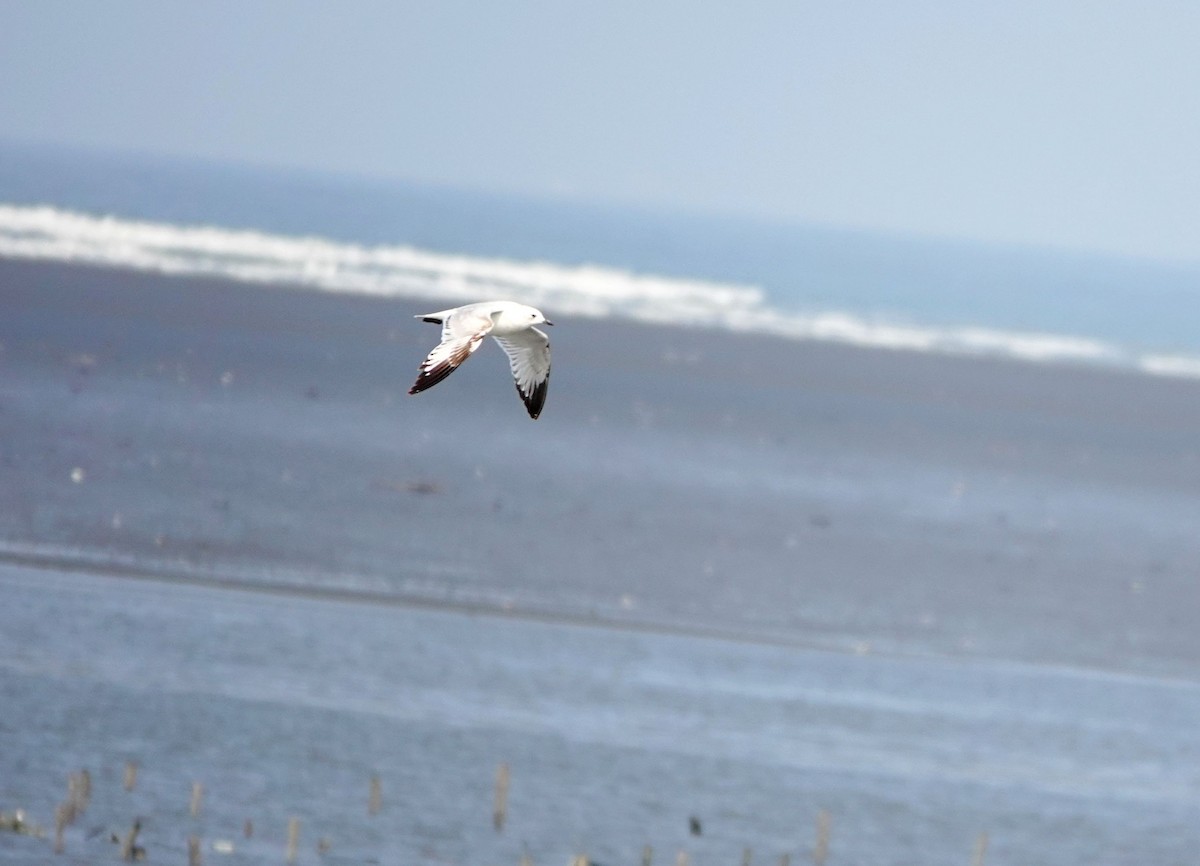 Relict Gull - ML645772622