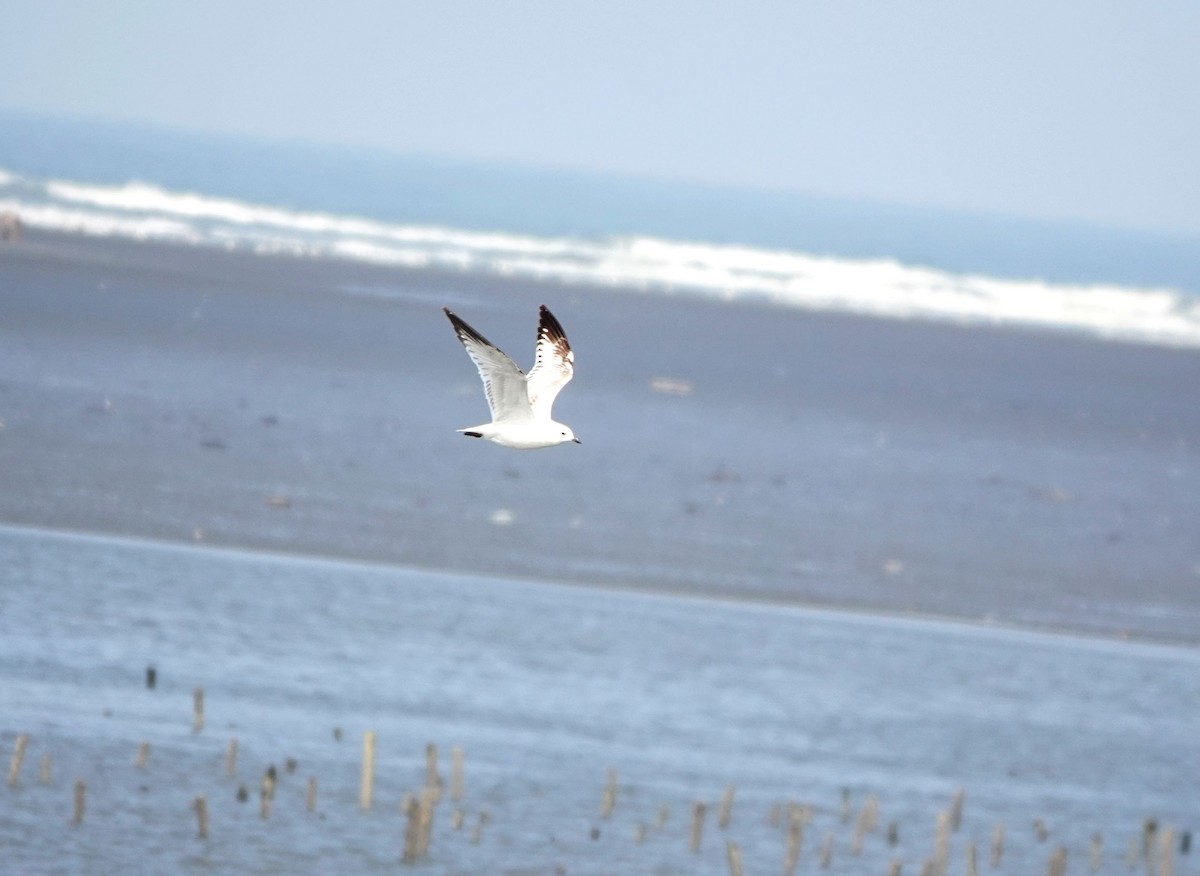 Relict Gull - ML645772623