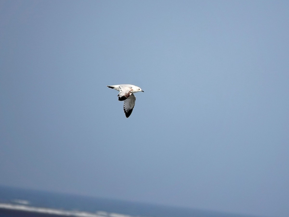 Relict Gull - ML645772624