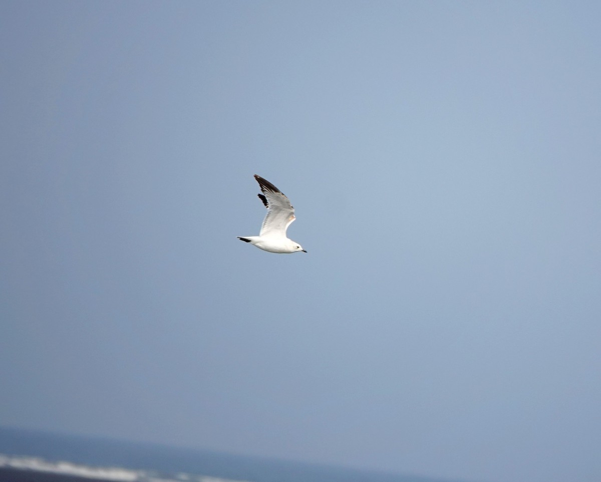 Relict Gull - ML645772625
