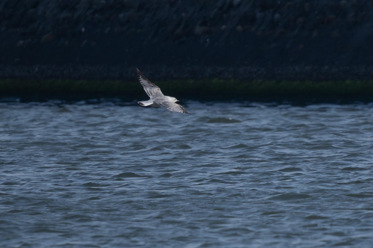 Relict Gull - ML645772626