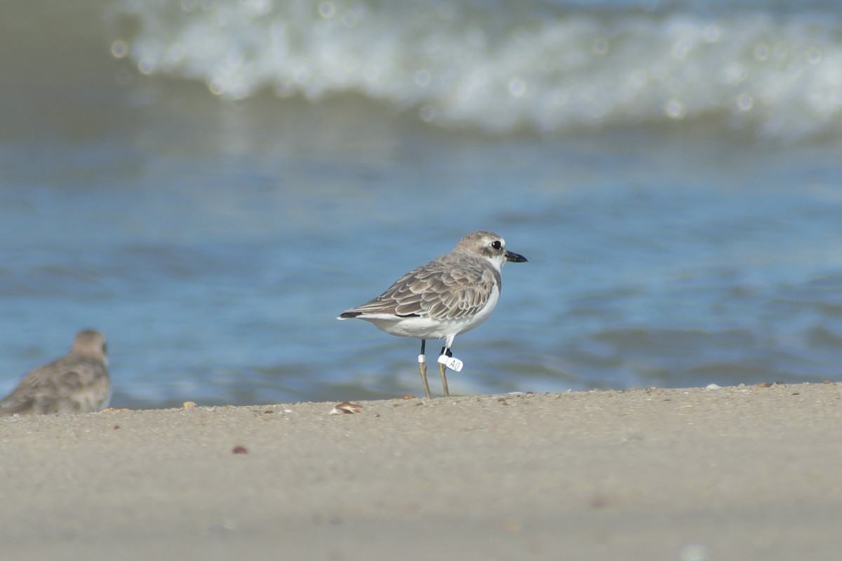 Greater Sand-Plover - ML645772627