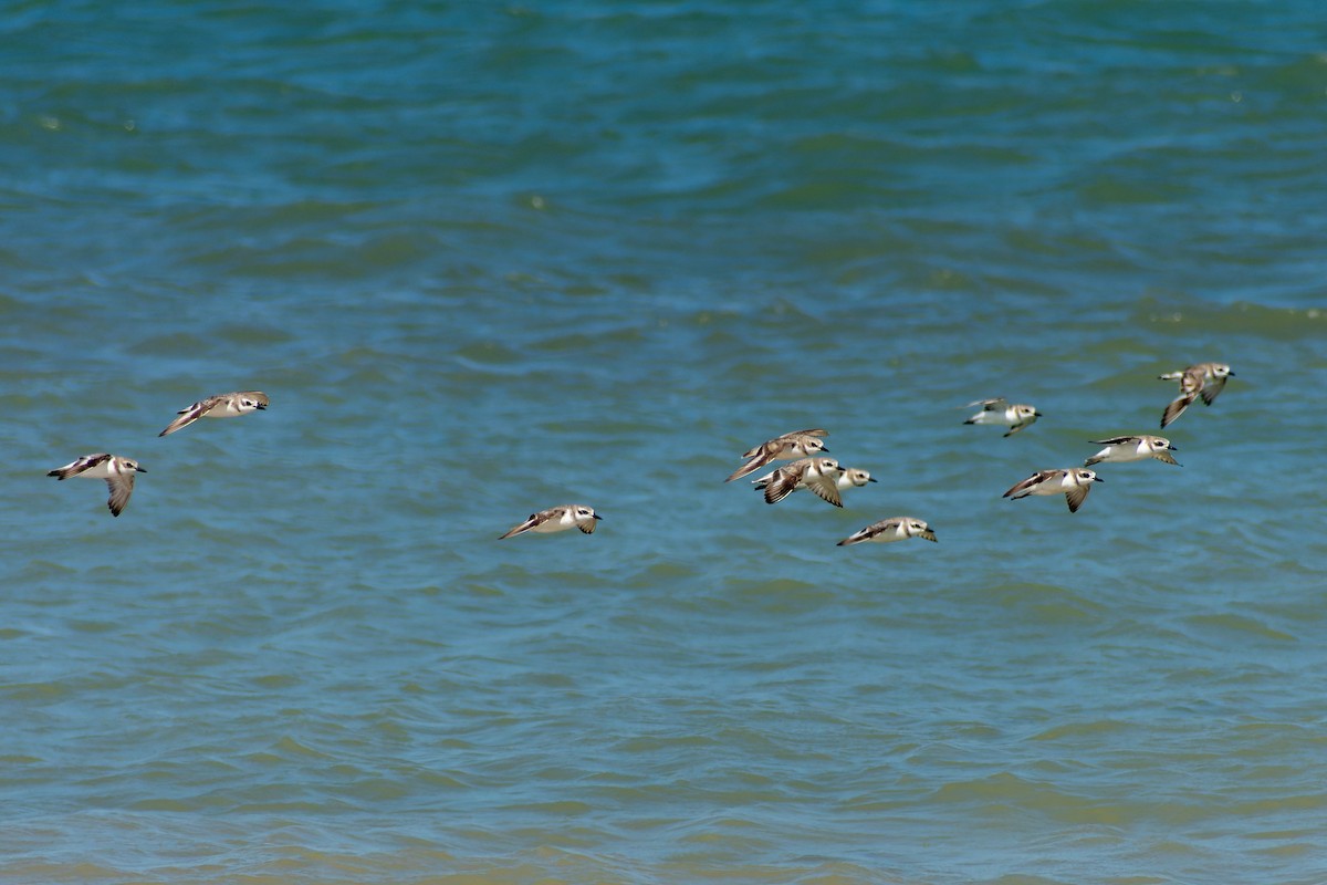 Greater Sand-Plover - ML645772628