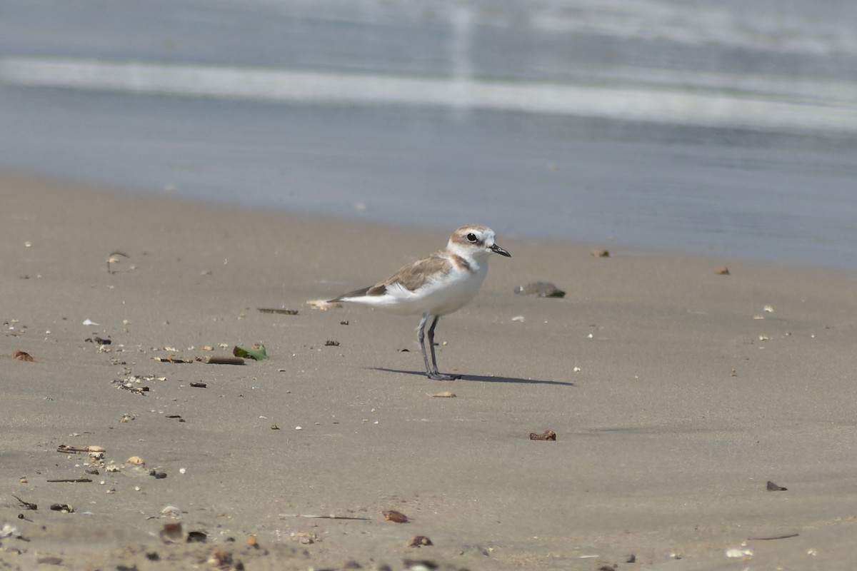 White-faced Plover - ML645772630