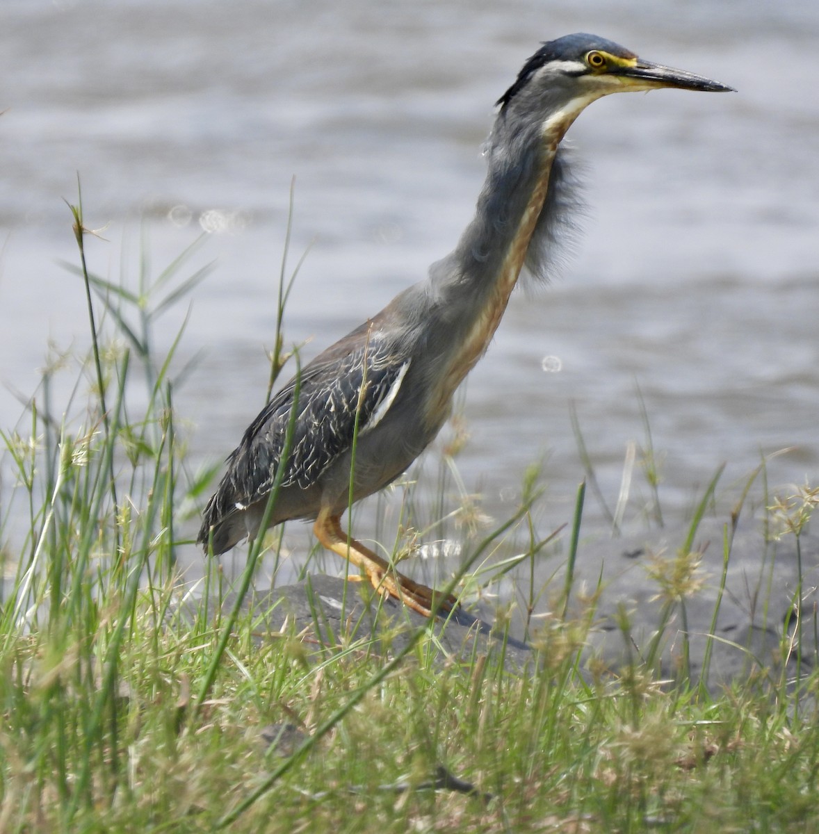 Little Heron - ML645772632