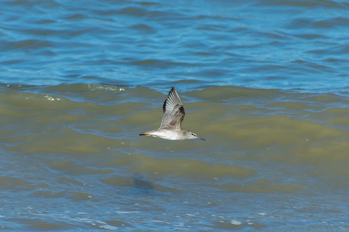 Gri Sırtlı Düdükçün - ML645772633