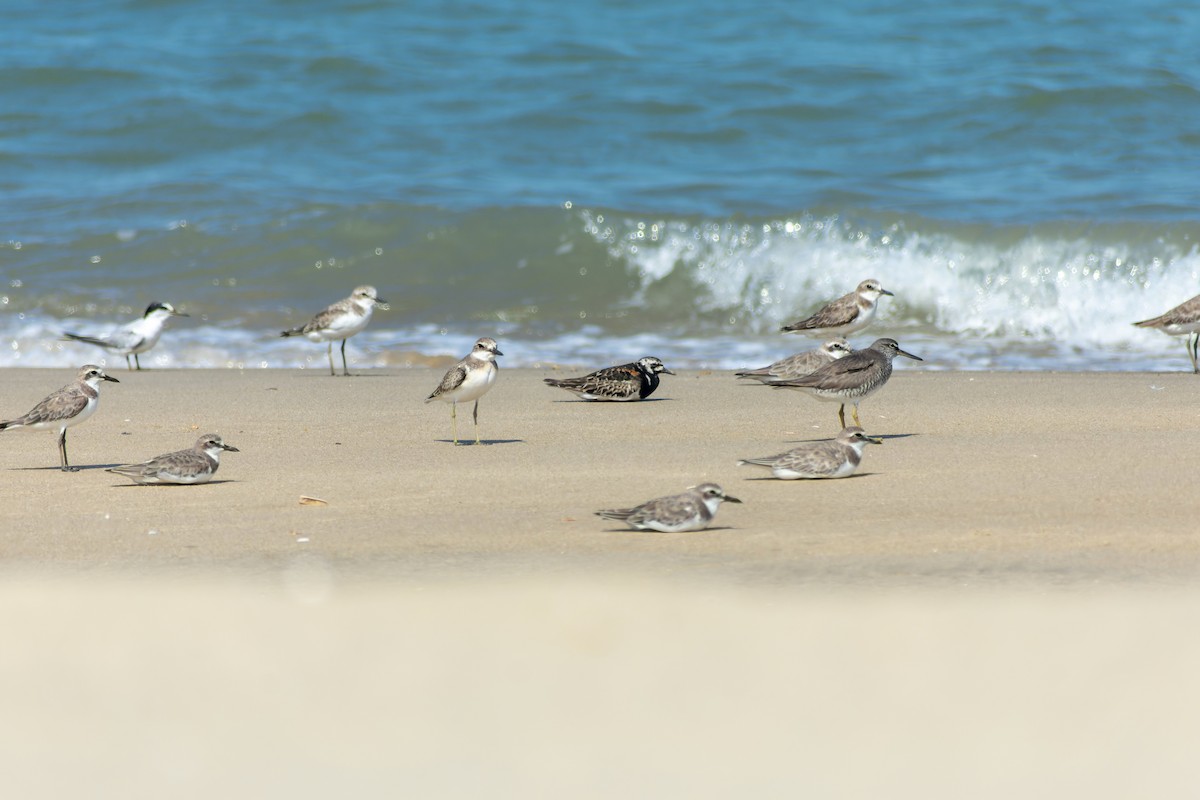 Gri Sırtlı Düdükçün - ML645772638