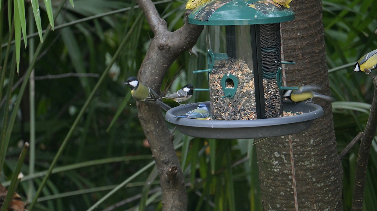 Eurasian Blue Tit - ML645772639