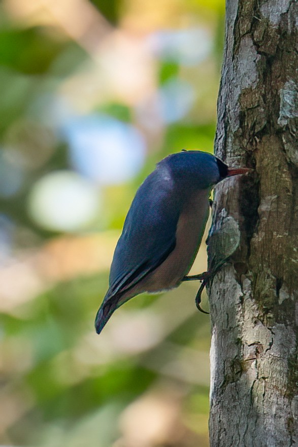 Velvet-fronted Nuthatch - ML645772655