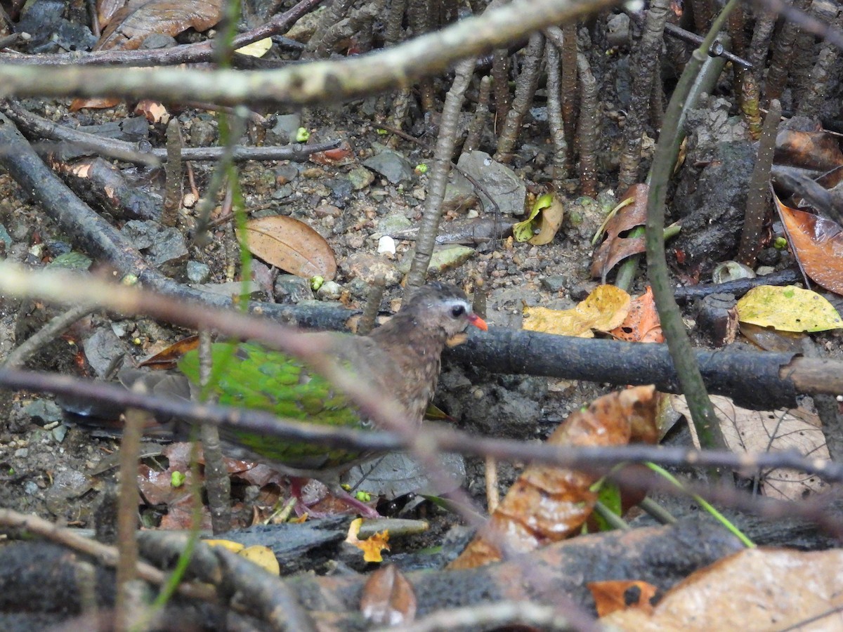 Asian Emerald Dove - ML645772657