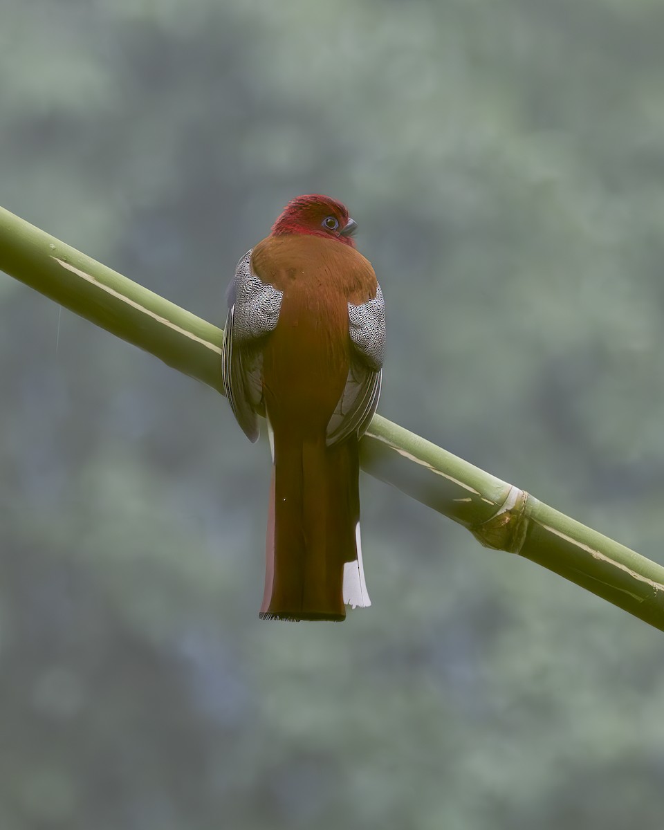 Трогон червоноголовий - ML645772668