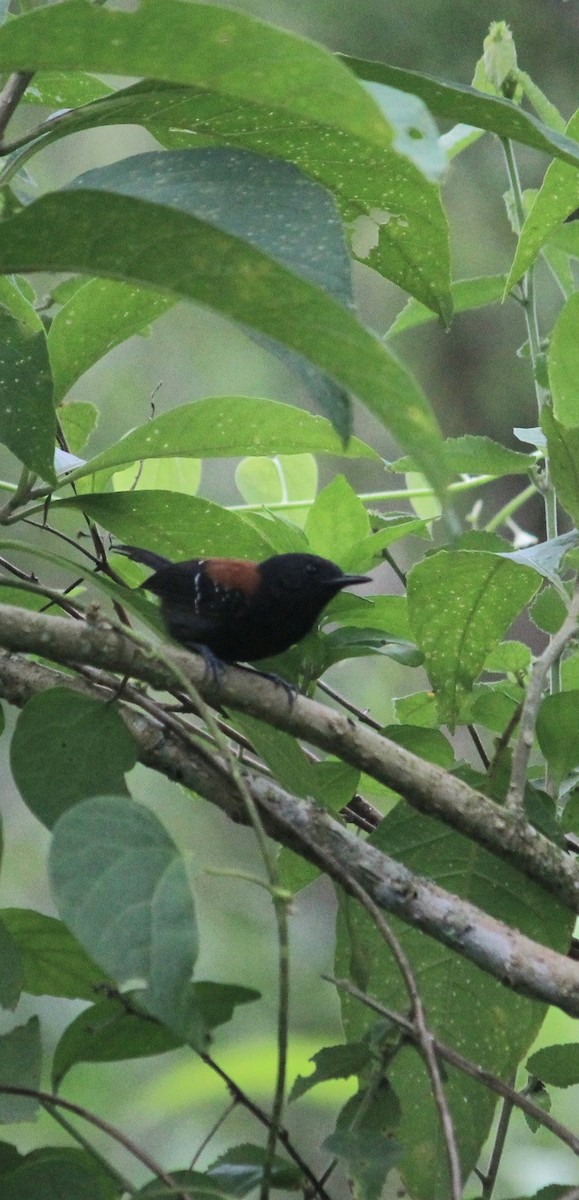 Black-hooded Antwren - ML645772676