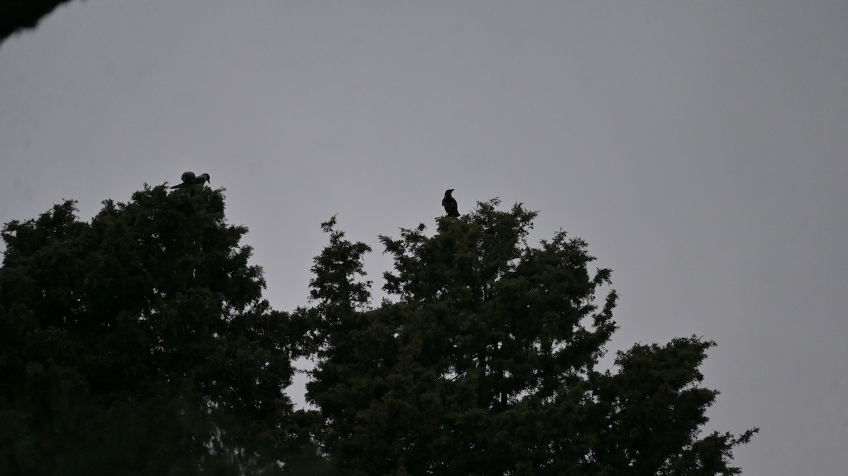 עורב אפור - ML645772693