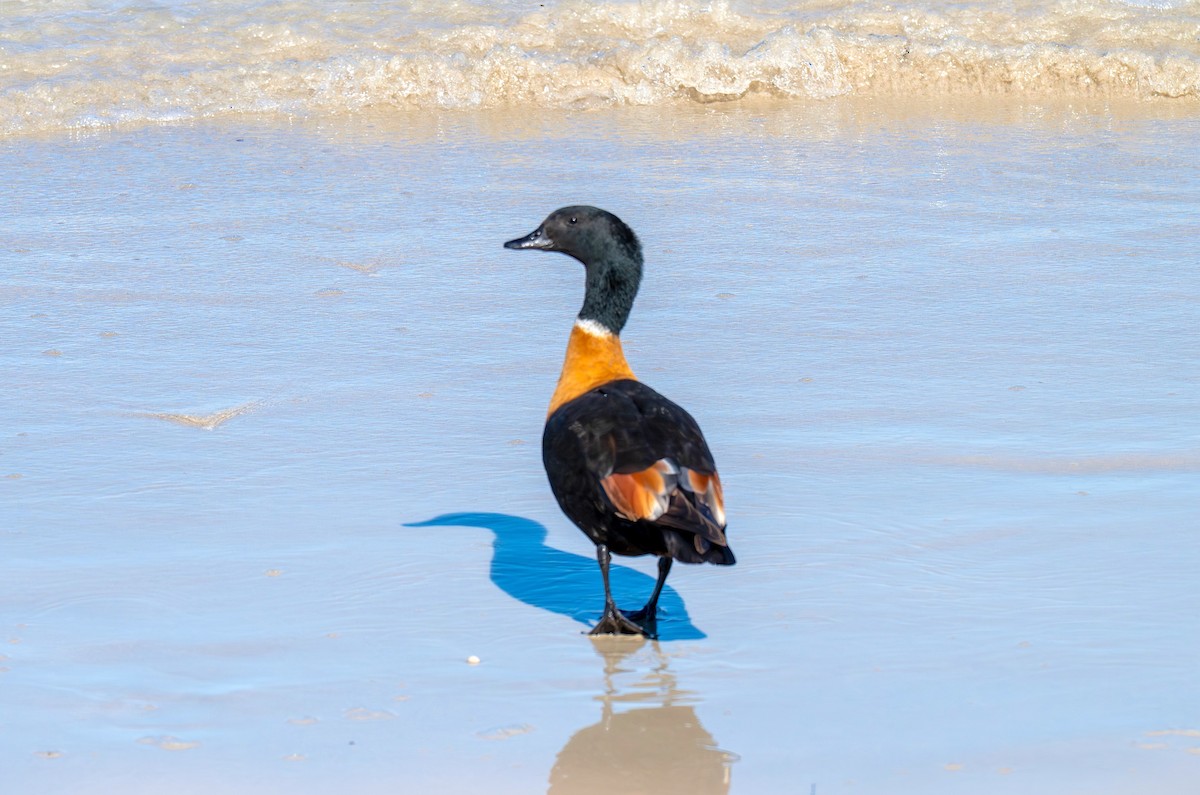 Australian Shelduck - ML645772743