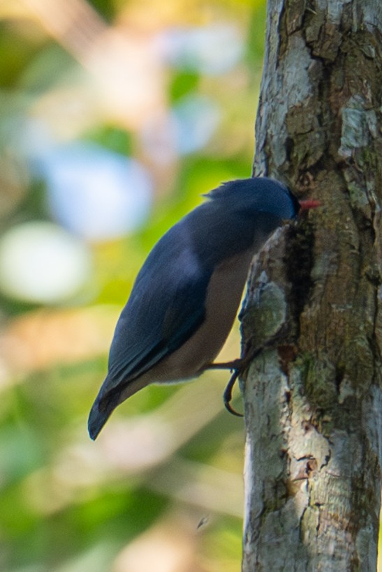 Velvet-fronted Nuthatch - ML645772754