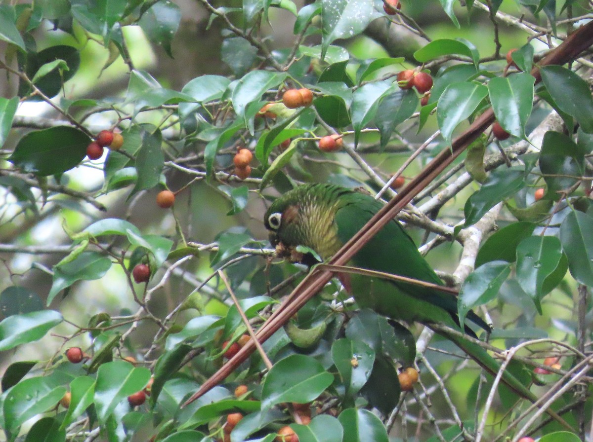 Maroon-bellied Parakeet - ML645772756