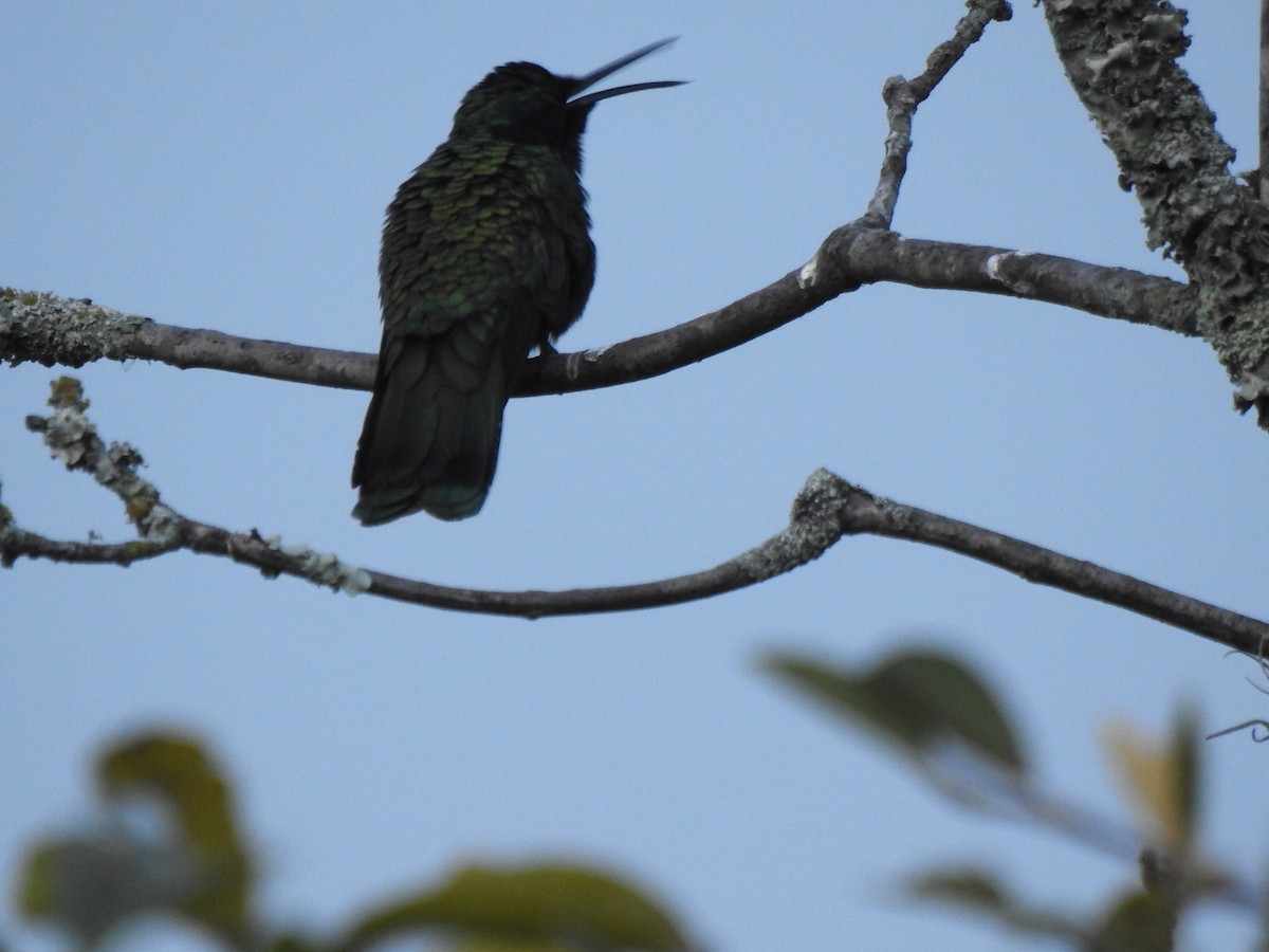 fiolørekolibri - ML645772757