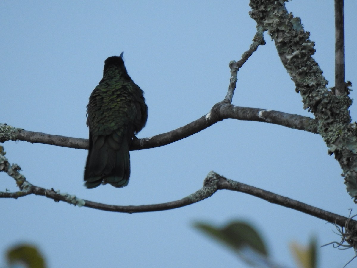 fiolørekolibri - ML645772758