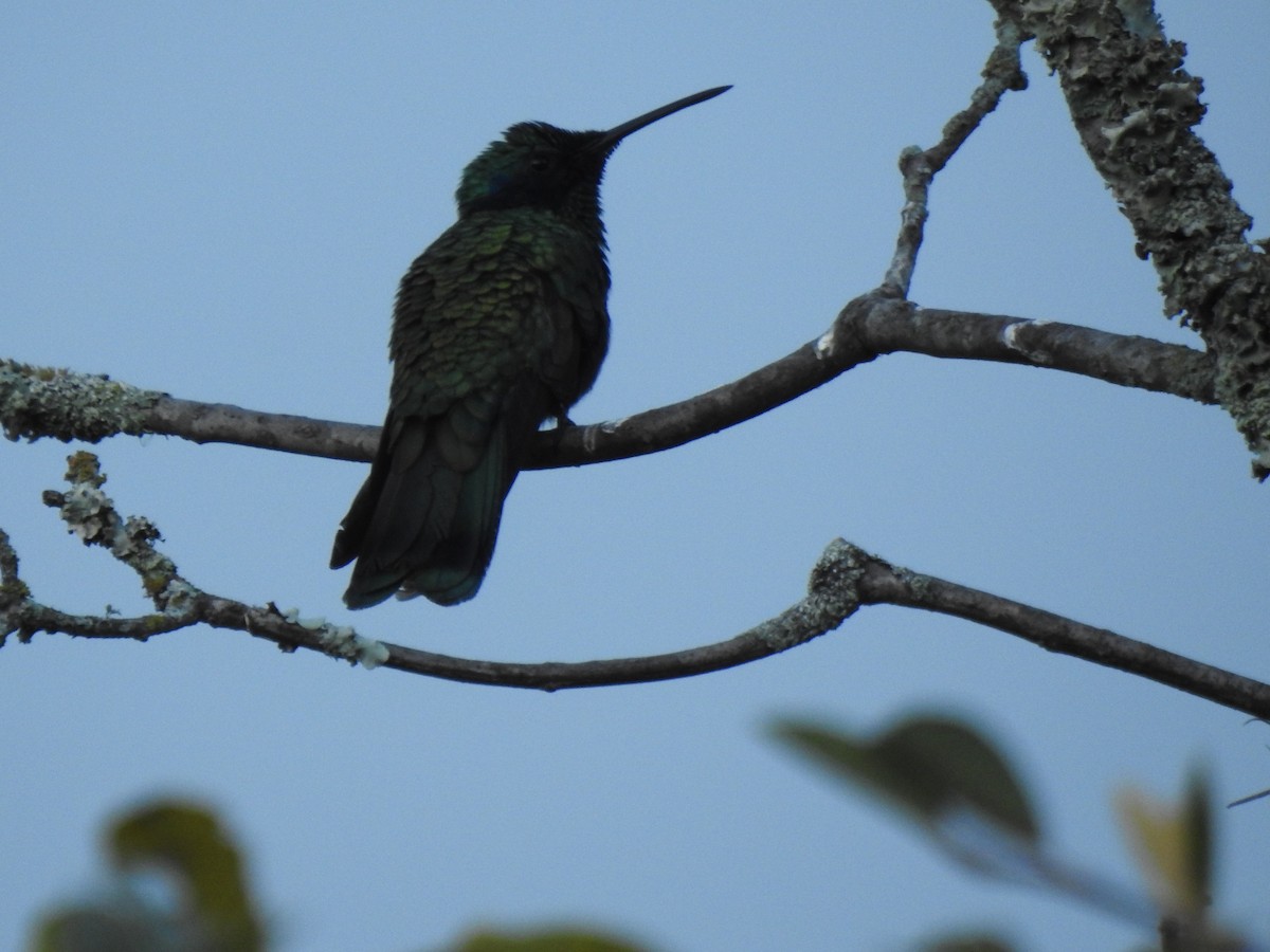 fiolørekolibri - ML645772759